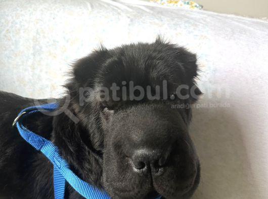 Sharpei görsel