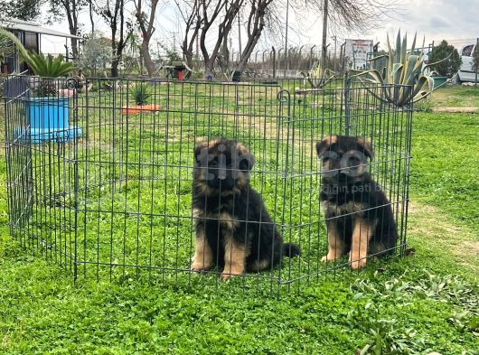 Sohw  Alman Coban Yavrular Kıf Kayıtlı görsel