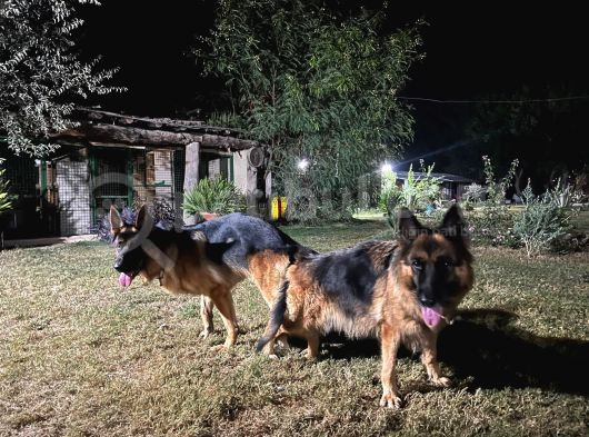 Sohw  Alman Coban Yavrular Kıf Kayıtlı görsel