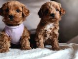 Mini Koyu Renk Poodle Maltipoo Kıvırcık Tüylü