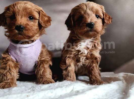 Mini Koyu Renk Poodle Maltipoo Kıvırcık Tüylü görsel