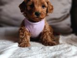 Mini koyu renk poodle maltipoo kıvırcık tüylü