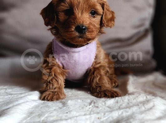 Mini Koyu Renk Poodle Maltipoo Kıvırcık Tüylü