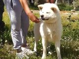 JAPON AKİTA İNU YAVRULARIMIZ SCR BELGELİ