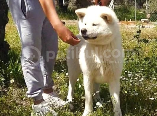 Japon Aki̇ta İnu Yavrularimiz Scr Belgeli̇