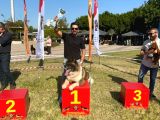 Şampiyonun Yavruları Scr Belgeli