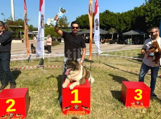 Şampiyonun Yavruları Scr Belgeli görsel