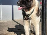 Amerikan Akita Yavrularımız Scr Belgeli