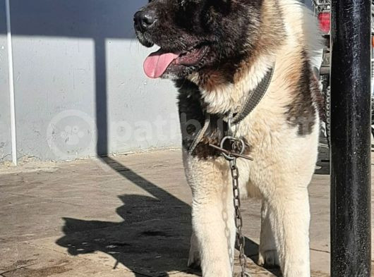 Amerikan Akita Yavrularımız Scr Belgeli görsel
