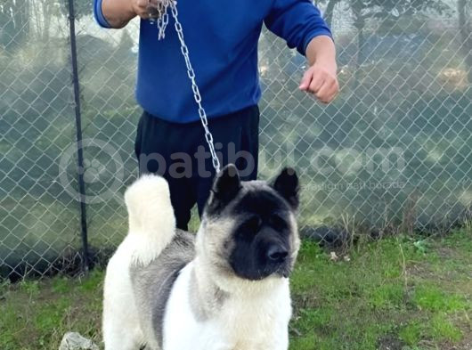 Amerikan Akita Yavrularımız Scr Belgeli