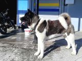 Amerikan Akita Yavrularımız Scr Belgeli