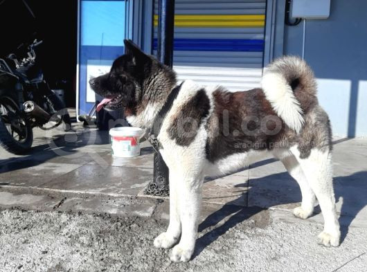 Amerikan Akita Yavrularımız Scr Belgeli görsel