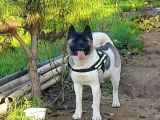 Amerikan Akita Yavrularımız Scr Belgeli