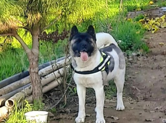 Amerikan Akita Yavrularımız Scr Belgeli görsel