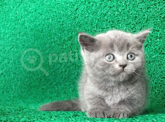 Gri Tüy Yumağı British Shorthair görsel