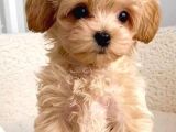 Maltipo cinsi yavrular kahve tonlu mini boy puppy