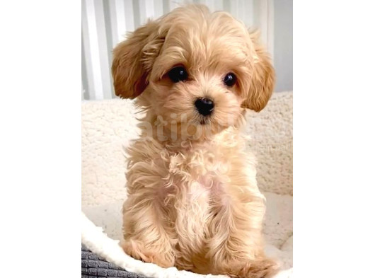 Maltipo Cinsi Yavrular Kahve Tonlu Mini Boy Puppy