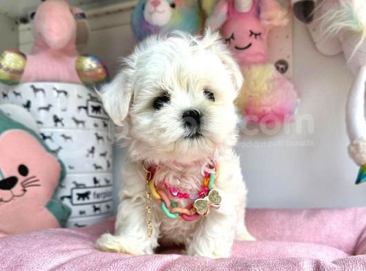 Kore Maltese Bebekleri̇ görsel
