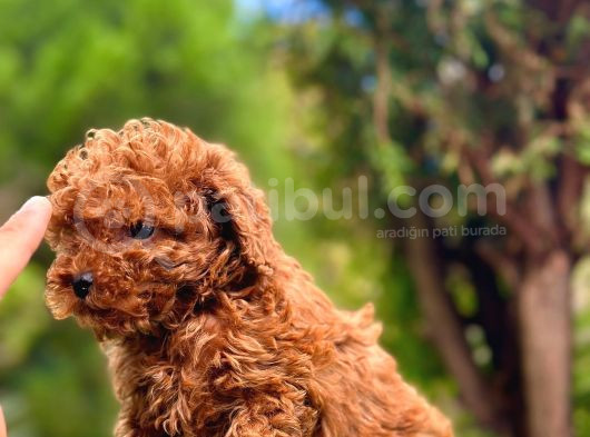 Toy Poodle Bebekleri̇ görsel