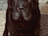 sharpei