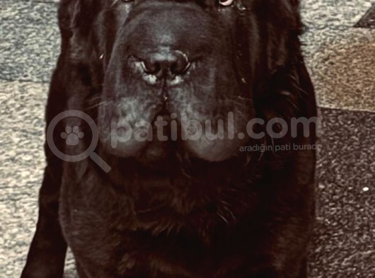Sharpei