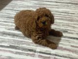 TOY POODLE