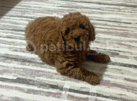 Toy Poodle