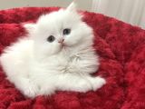A KALİTE SAFKAN BEBELER