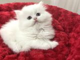 A Kali̇te Safkan Bebeler