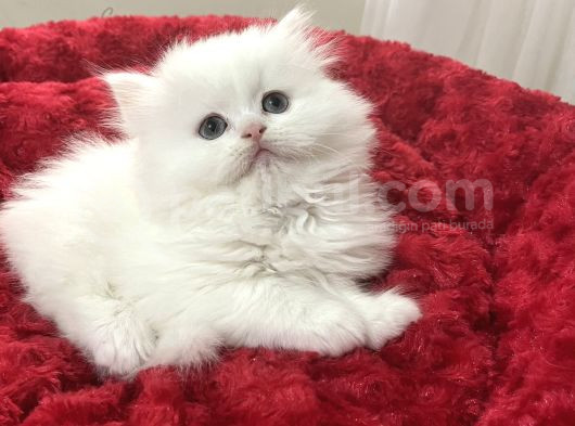 A Kali̇te Safkan Bebeler görsel