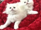 A Kali̇te Safkan Bebeler