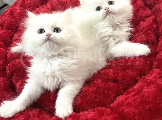 A Kali̇te Safkan Bebeler görsel