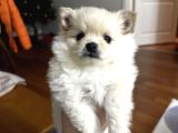 Kar Beyaz Pomeranian Yavru