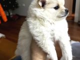 Kar Beyaz Pomeranian Yavru