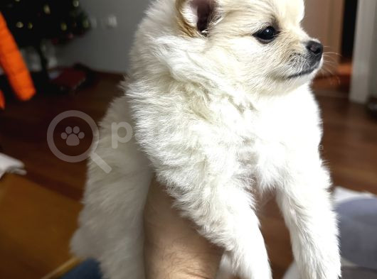 Kar Beyaz Pomeranian Yavru görsel