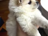 Kar Beyaz Pomeranian Yavru