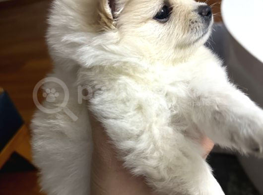 Kar Beyaz Pomeranian Yavru görsel