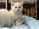 Panda Surat British Shorthair Bebekler