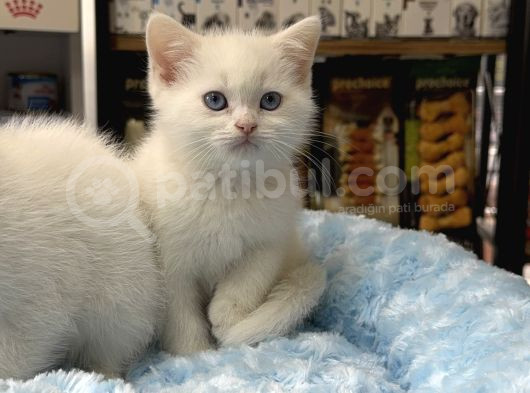 Panda Surat British Shorthair Bebekler görsel