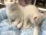 Panda Surat British Shorthair Bebekler