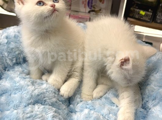 Panda Surat British Shorthair Bebekler görsel