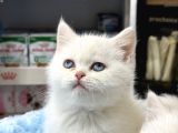 Panda Surat British Shorthair Bebekler