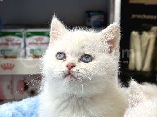 Panda Surat British Shorthair Bebekler görsel
