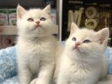 Panda surat british shorthair bebekler