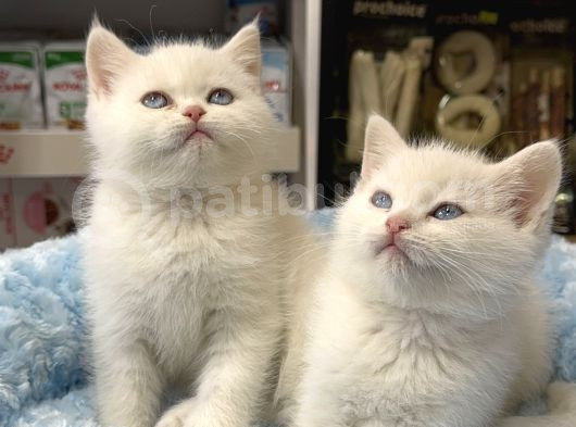 Panda Surat British Shorthair Bebekler