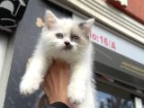 Panda Surat British Shorthair Bebekler