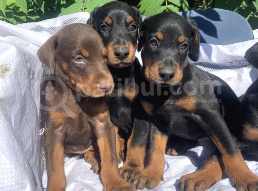 Şampiyon Soydan Doberman Yavrular görsel