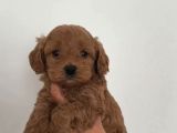 Kıpkırmızı Red Tooy Poodle Sevimli Yavrular