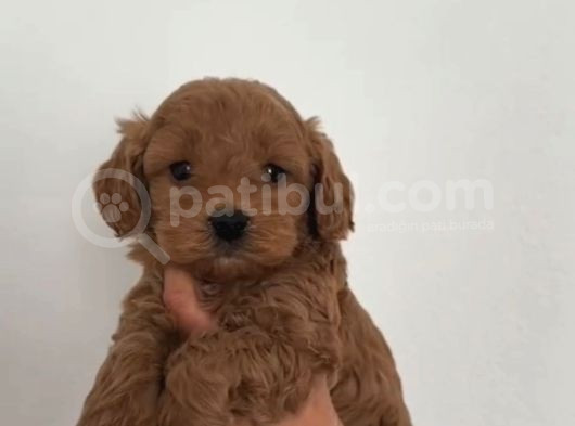 Kıpkırmızı Red Tooy Poodle Sevimli Yavrular görsel