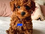 Kıpkırmızı Red tooy poodle sevimli yavrular